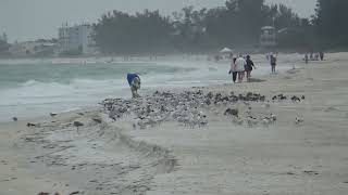 Anna Maria Island Beach Video [upl. by Lurline363]