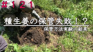 【自然農】生姜の保存失敗！？｜植付け [upl. by Yeffej]