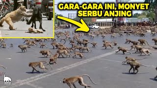 Anak Monyet di Serang Anjing Akhirnya Balas Dendam Kawanan Monyet Bantai 250 Anjing [upl. by Isabeau]