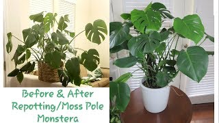 Staking and Repotting Monstera Deliciosa [upl. by Ahtel]