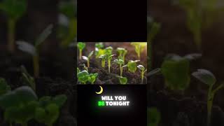 Plant growing Timelapse timelapse plants [upl. by Demmy913]