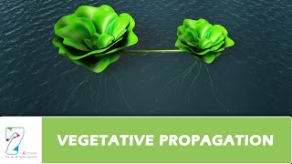 VEGETATIVE PROPAGATION [upl. by Nedrob]