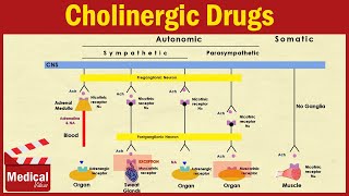 Pharmacology ANS 2  Cholinergic Drugs  Agonists and Antagonists [upl. by Kcaj]