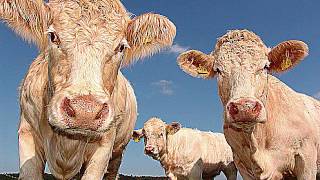 Large herd of cattle  Moo  Sound effects [upl. by Lund]