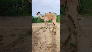 Cute camel walking thar desert beauty nature camellife ll camel of thar [upl. by Ahsenor]