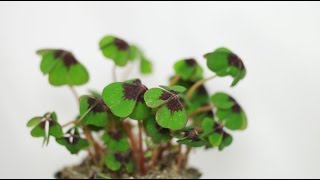 Oxalis tetraphylla deppei  Glücksklee Lucky Clover [upl. by Colston]