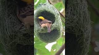 Birds Skill of Making Nest [upl. by Grewitz]