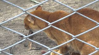 Enriquecimento Ambiental presa viva  Gato Mourisco [upl. by Llydnek366]