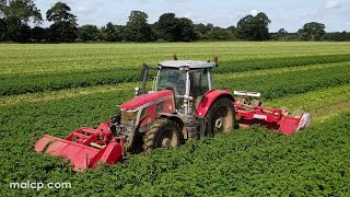 4Kᵁᴴᴰ Topping potatoes with a Massey Ferguson 7S190 tractor and Grimme KS600 3 bed topper [upl. by Adnah]