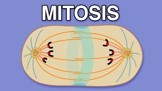 MITOSIS CYTOKINESIS AND THE CELL CYCLE [upl. by Aileahcim200]