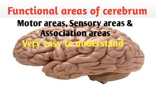 Functional areas of cerebrum  motor areas  sensory areas  association areas  jibi sebastian [upl. by Kyrstin]