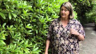 How to Prune Rhododendrons  Instructional Video w Plant Amnesty [upl. by Tenrag489]