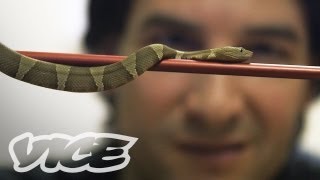 Comment Response Getting High Injecting Snake Venom [upl. by Eenahs410]