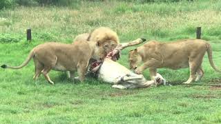 Lions in Krugersdorp Game Reserve South Africa eating a Horse [upl. by Ynafetse]