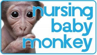 Baby Monkey Wants to Nurse  ADORABLE [upl. by Junna]