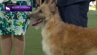 Belgian Laekenois  Breed Judging 2023 [upl. by Ardnasxela]