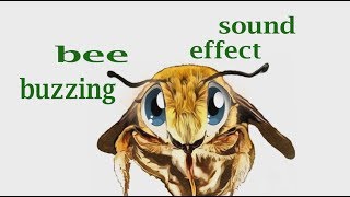 How A Bee Buzzing  Sound Effect  Animation [upl. by Almallah]