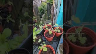 Free pelargoniums from cuttings gardening garden [upl. by Renner]