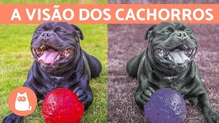 Como os CACHORROS ENXERGAM e quais cores eles veem [upl. by Whyte593]