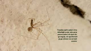 House spider Pholcus phalangioides – Tresači  hišni pajki [upl. by Kinnon]