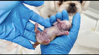 Birth of puppies  shortversion  11 hours HELPING the Pekingese 🐶 [upl. by Yuri]