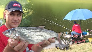 Pecanje na plovak  skobalj bela riba  Jezero Vrutci  Fishing tips  Fishing on lake [upl. by Riane]