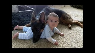 German Shepherd Protects Babies and Kids Compilation  The best Protection Dogs [upl. by Peck]