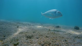 HOOK CAM  Sea bream eats bait CRAB [upl. by Anirahs]