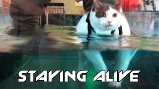 Fat Cat On The Water Treadmill  Cat Staying Alive [upl. by Keyte906]