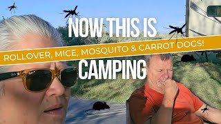 Strangers In Camp Rolled Truck Mice Mosquito Carrot Dog What More Do You Want While Camping [upl. by Jecoa640]