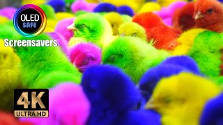 Easter Screensaver  Baby Chicks Colored  10 Hours  4K  60fps  OLED Safe  No Burnin [upl. by Yaker]