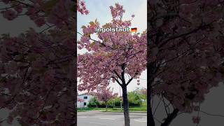 Ingolstadt  Germany 🇩🇪  Frühling shorts youtubeshorts [upl. by Nirtiac]