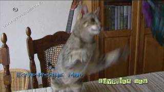 Egyptian Mau  Egyptische mau cat amp friends [upl. by Araiek]