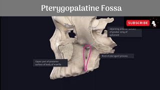 Pterygopalatine Fossa Anatomy mbbs education bds headandneckanatomy fossa [upl. by Wiencke]