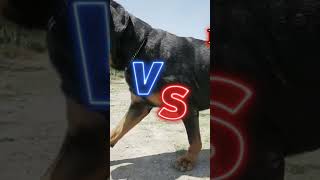 Doberman Pinscher VS Rottweiler [upl. by Peti]