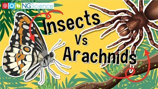 Insects Vs Arachnids [upl. by Ameh865]