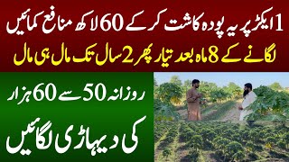 1 acre Farming and 64 lakhs Income From amazing Farming [upl. by Einehpets307]