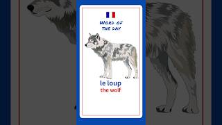 How To Say Wolf In French  French For Beginners [upl. by Asim822]