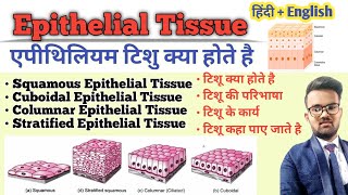 Tissue in Hindi  Epithelial Tissue  Types of Epithelial Tissue  Function of Tissue  उत्तक [upl. by Surdna]