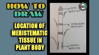 Types of Meristems  Plant Biology [upl. by Esiouqrut]