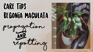 CARE TIPS BEGONIA MACULATA  PROPAGATE  REPOTTING [upl. by Odlabu556]