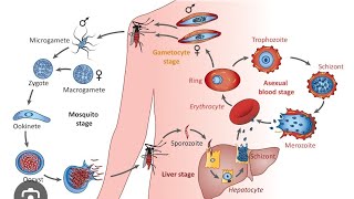 Plasmodium lecture 1 By Kamal Nepal sir [upl. by Aivekahs406]