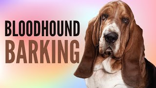 Bloodhound Barking Sounds  Bloodhound Sound Effects  2 Minutes [upl. by Yhtimit21]