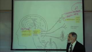 RESPIRATORY PHYSIOLOGY REGULATION OF BREATHING by Professor Fink [upl. by Elleret]