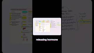 Understanding the Hypothalamic Pituitary Relationshipbiology endocrinephysiology humanbodysystem [upl. by Isidoro3]