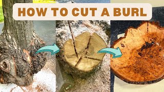 How to Properly Cut a Burl StepbyStep Instructions [upl. by Aicirtal230]