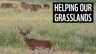 Helping to protect grasslands  Future Visions  WWF [upl. by Rector]