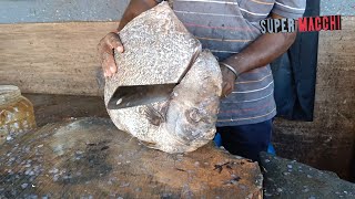 Giant Round Spade Fish  Orbicular Spade Fish Cutting In Mangalore Market 26092024 [upl. by Zaragoza]