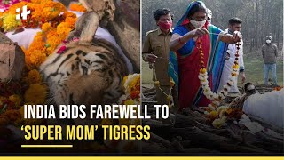 Collarwali  Final Moments Of India’s Legendary Tigress Go Viral [upl. by Leonsis774]