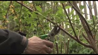 How To Prune Spring Flowering Garden Shrubs  Garden Ideas amp Tips  Homebase [upl. by Assena760]